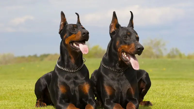 Doberman Breeders in Kentucky